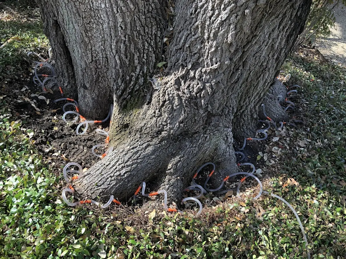 Detailed Tree Cabling and Bracing job site in Palm Desert