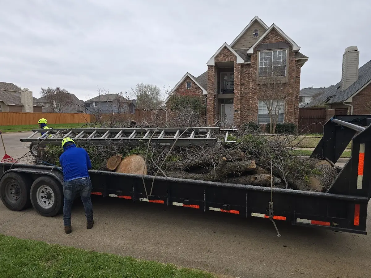 Expert Tree Removal with proper safety equipment in Palm Desert